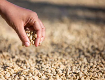 Hands with coffee beans on coffee beans that are dried