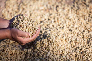 Hands with coffee beans on coffee beans that are dried Hands with coffee beans on coffee beans that are dried