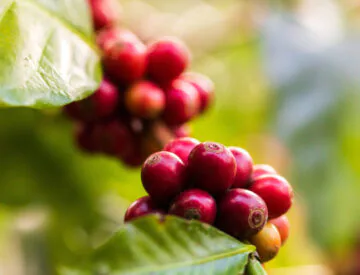 harvesting coffee berries by agriculture. Coffee beans ripening