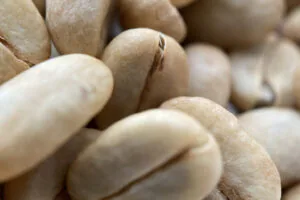 Closeup shot of white coffee beans Closeup shot of white coffee beans