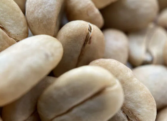 Closeup shot of white coffee beans