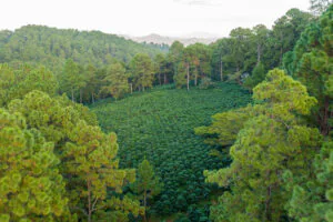 DJI_0813-1 DJI_0813-1