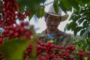 cortador union coffee cortador union coffee